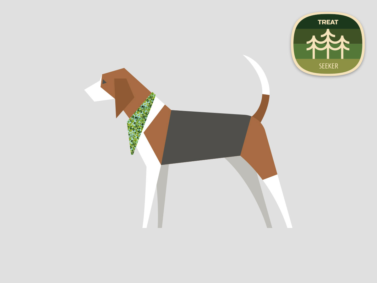 Beagle – The Curious Explorer | Dog Bandana For Beagle & Adventure Badge | Amber Lupo