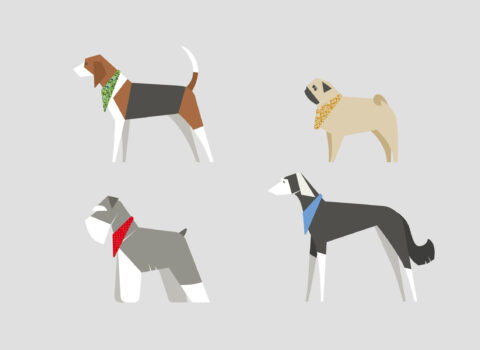 Dog Breeds: Bandanas For Beagles, Schnauzers, Pugs & Salukis - Amber Lupo