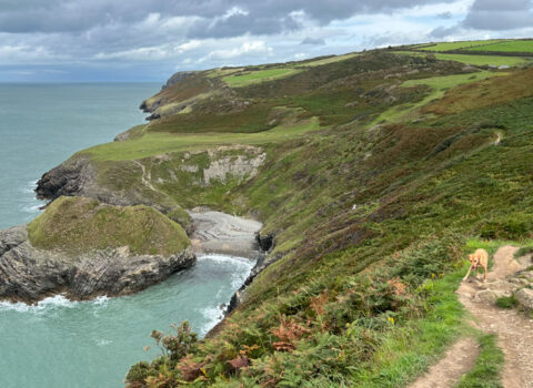 Dog Walks: Cwmtydu to New Quay, West Wales - Amber Lupo