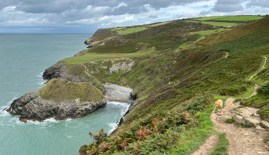 Dog Walks: Cwmtydu to New Quay, West Wales - Amber Lupo