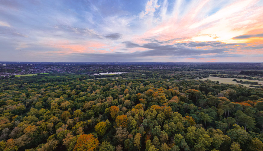 Dog Walks: Sutton Park In Sutton Coldfield - Amber Lupo